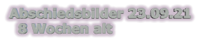 Abschiedsbilder 23.09.21   8 Wochen alt